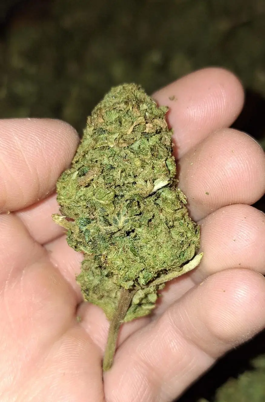 Hemp Air Dry THC-X 50%