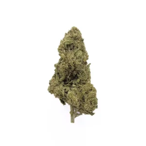 White-Widow-e1765821825611.webp
